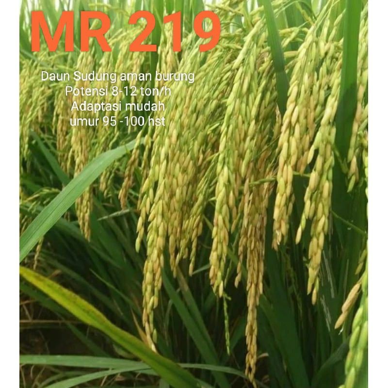 BENIH BIBIT PADI MR 219 KEMASAN 5KG