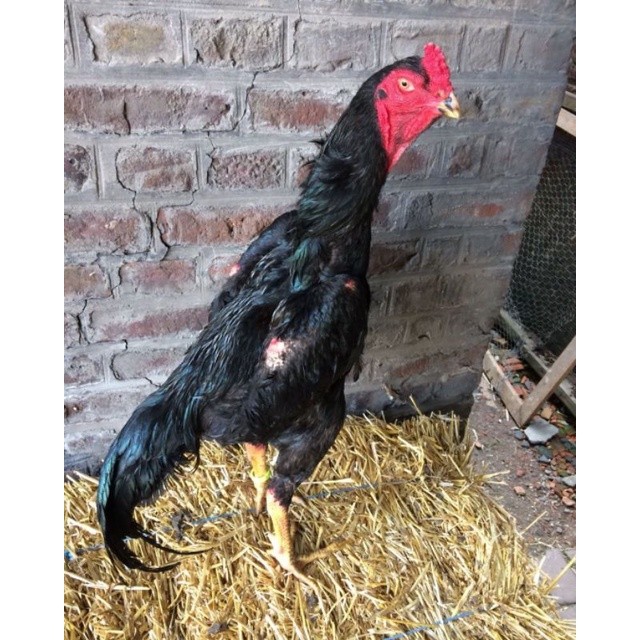 

JUAL TELUR AYAM SAMO KUMBANG PERBUTIR