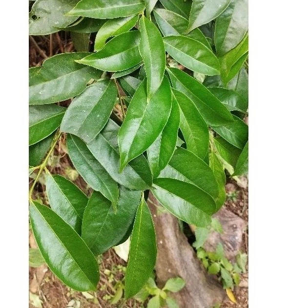 

| Daun Mahkota Dewa Segar Fresh Perlembar/ per helai |