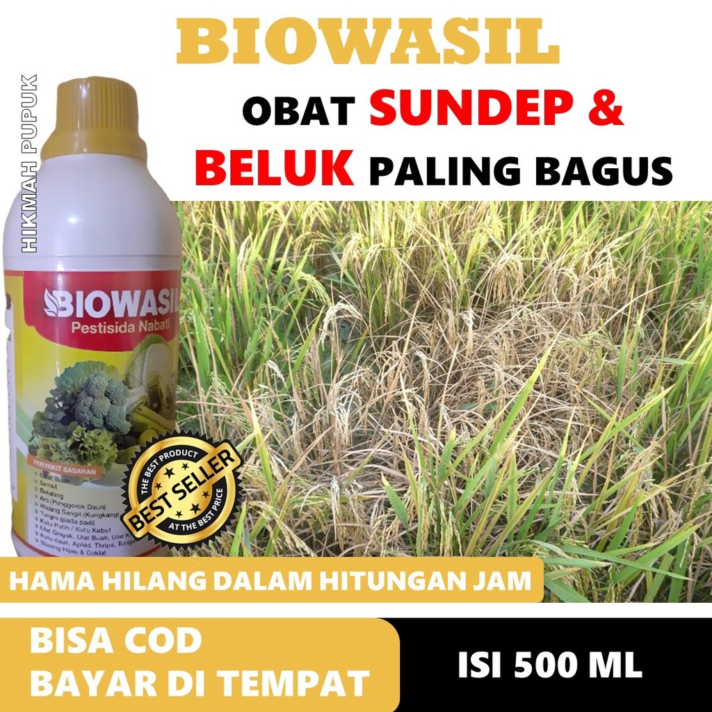 TERLARIS BIOWASIL MEMBASMI SUNDEP DAN BELUK PADI, Pestisida Hayati Mengatasi Hama Sundep Padi, Insek