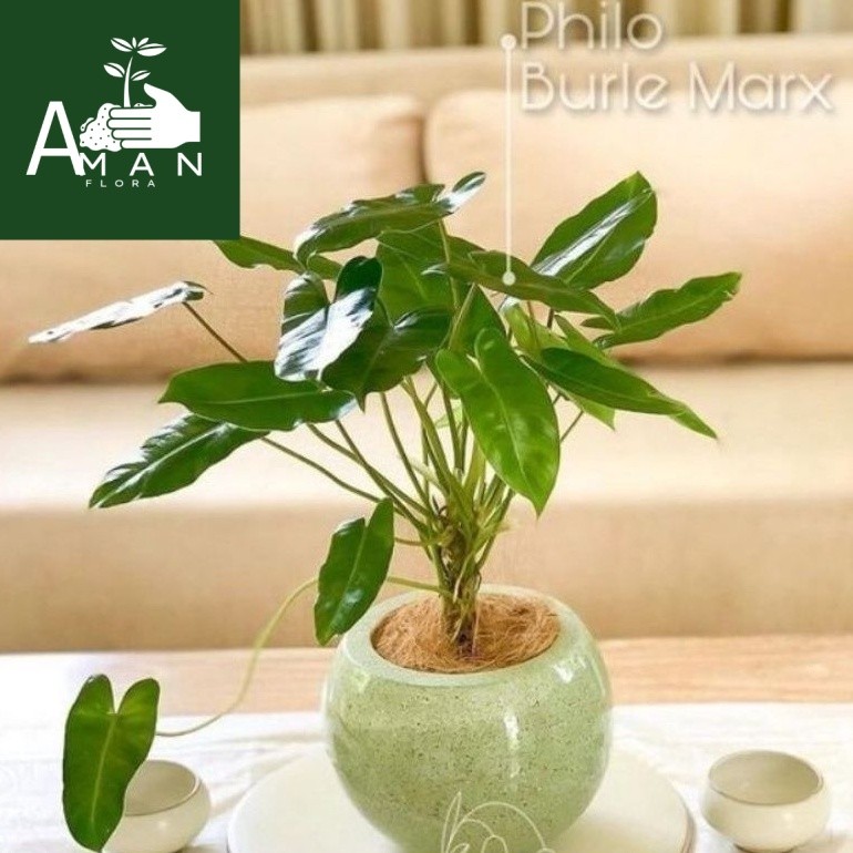 # ( BISA COD ) Tanaman Hias Philodendron Burlemax Atau Philo Brekele / Tanaman Hidup Brekele Bunga H