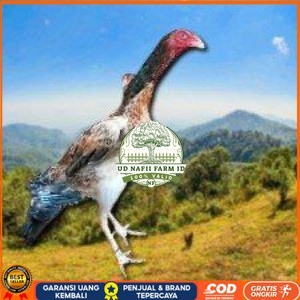 

telur ayam shamo eropa ori bisa untuk di tetaskan vertil super garansi UD NAFII FARM ID