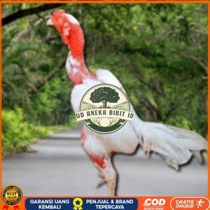 

5 BIJI TELUR RAJA SAIGON PROMOO KERAS.MURAHH UD ANEKA BIBIT ID
