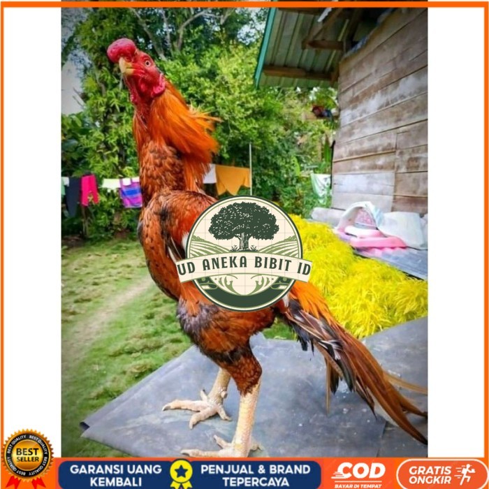 

TELUR ASEL PUKUL LARI INDUK JUARA.. PROMO original berkualitas UD ANEKA BIBIT ID