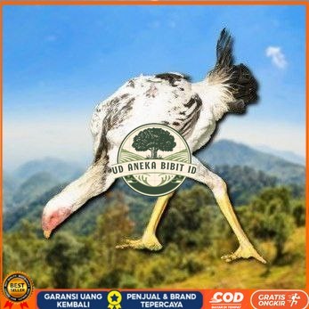 

telur tetas ayam shamo tarung spesial kontrol UD ANEKA BIBIT ID