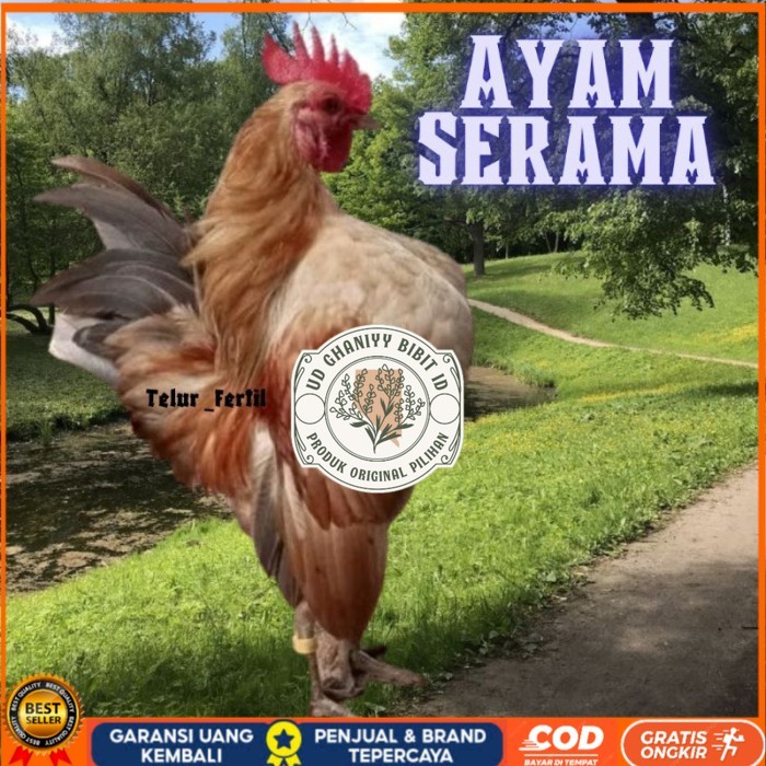 

telur ayam Kate Serama asli pendek original berkualitas UD GHANIYY BIBIT ID