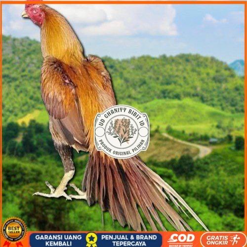 

Telur Ayam Ekor lidi (ORI) UD GHANIYY BIBIT ID