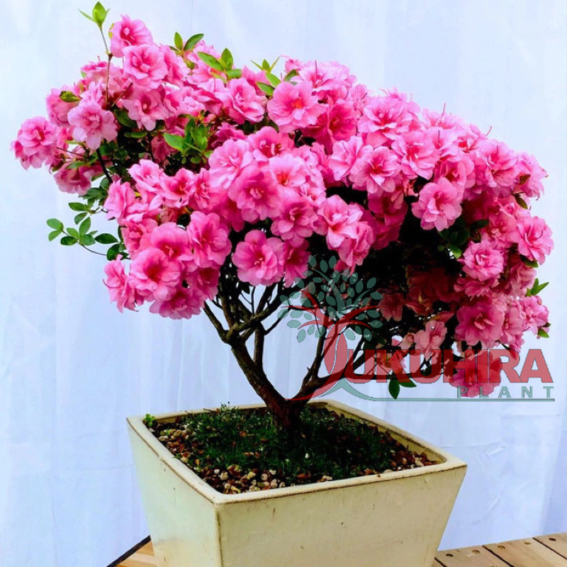 Tanaman bunga azalea mikro bahan bonsai - tanaman bonsai