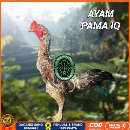 

telur ayam Pama iq untuk di tetaskan UD_SUPER_UNGGUL_ID