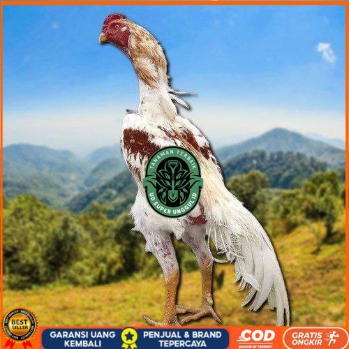 

Telur Shamo X BK clasik terlaris UD_SUPER_UNGGUL_ID