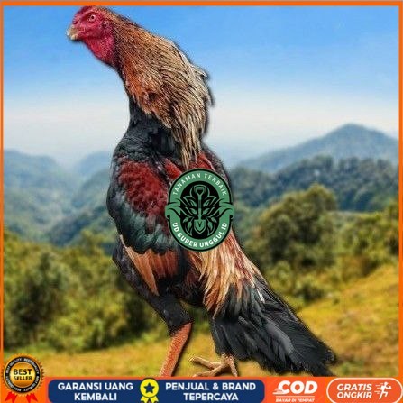 

telur tetas ayam shamo japan UD_SUPER_UNGGUL_ID