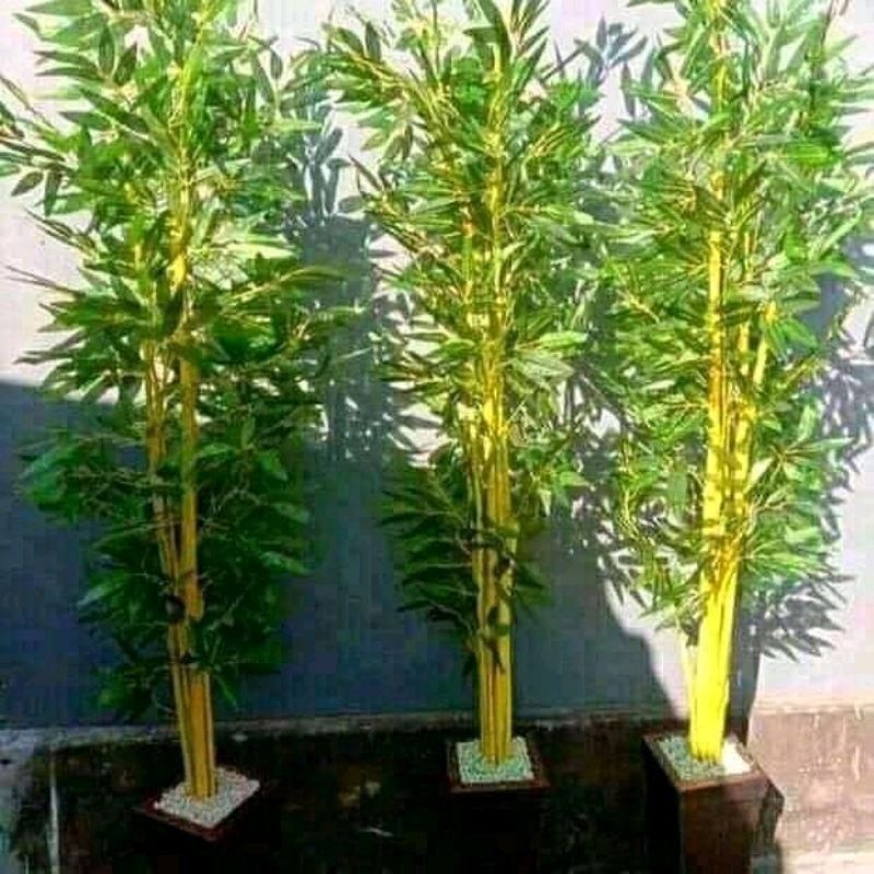 COD Bibit bambu kuning asli tanaman hias bambu kuning '