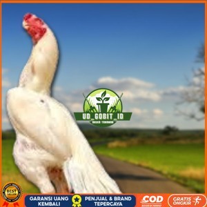 

telur ayam hias assel parrot Siap untuk di tetaskan UD_GOBIT_ID