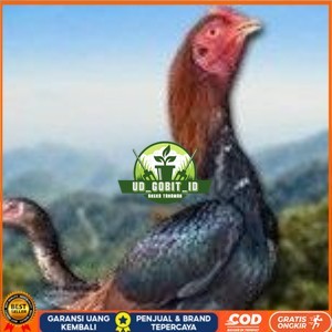 

telur ayam Shamo Eropa Ori (telur fertil) UD_GOBIT_ID