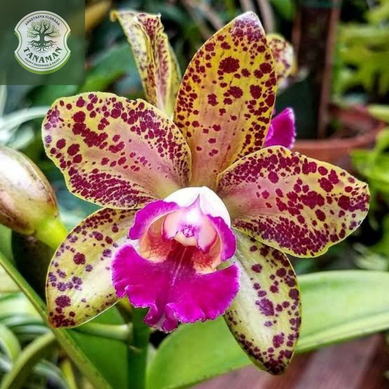 Anggrek Cattleya Waianae Leopard | Catleya Waianae Leopard | Anggrek Catleya