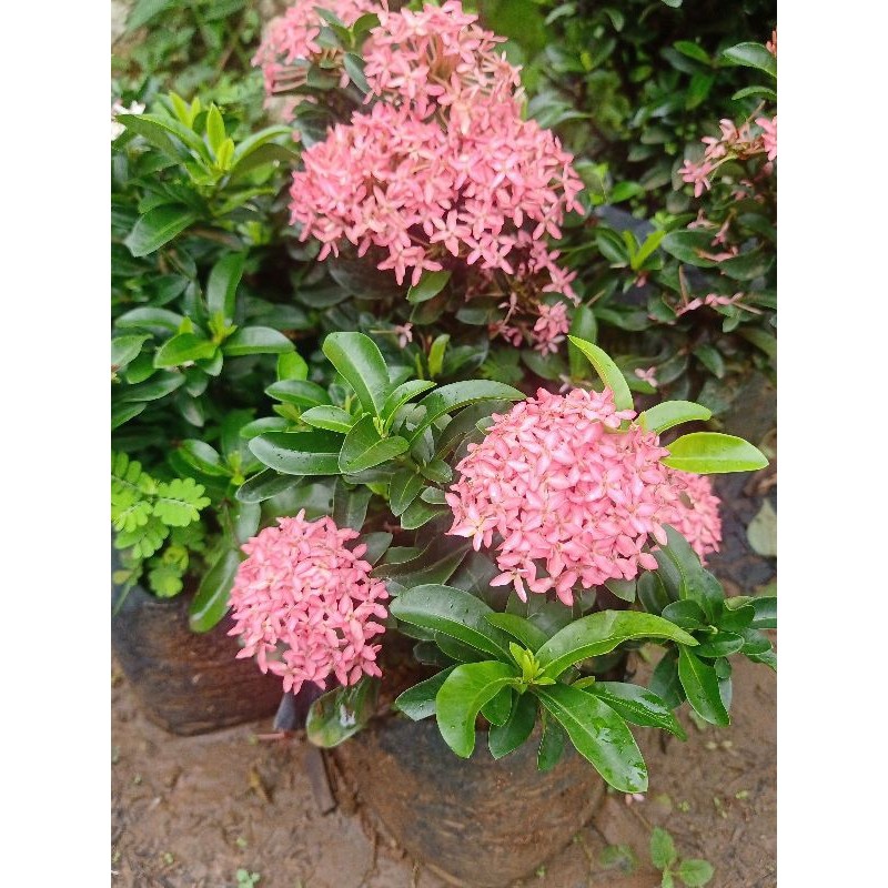 Bibit Tanaman Hias Bunga Asoka Pink Rombusa Mini / Bonsai Beli Sekarang Gratis Polybag