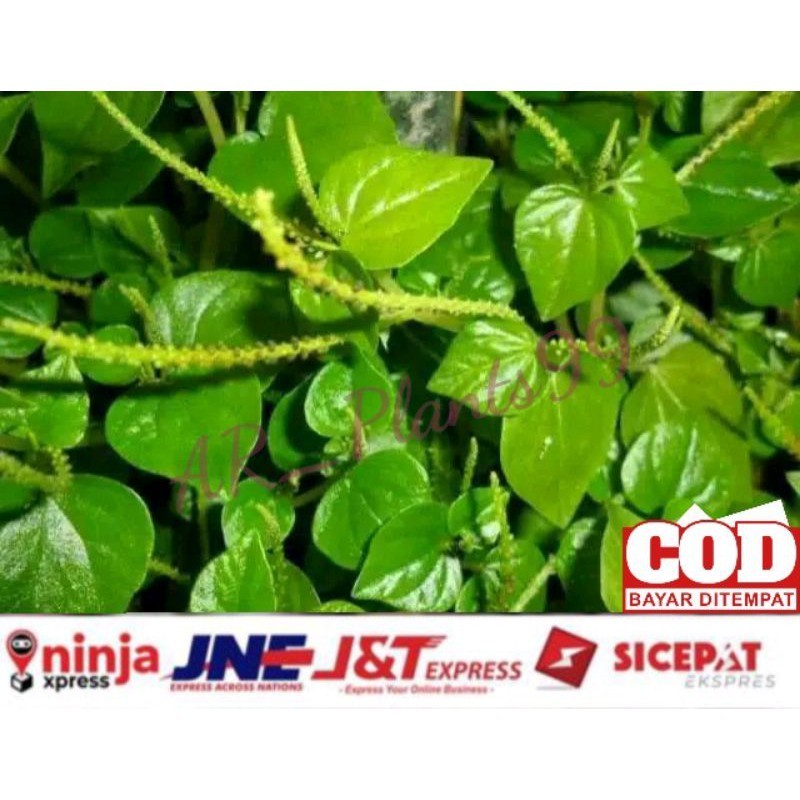 

Daun Sirih Cina Segar 500 Gram / Ketumpang Air Segar