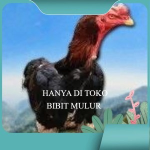 

telur tetas ayam shamo siap di tetaskan vertil super garansi