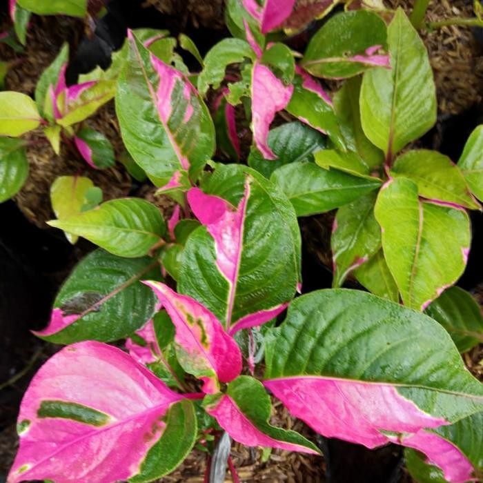 TANAMAN MIANA PINK SPLASH PREMIUM