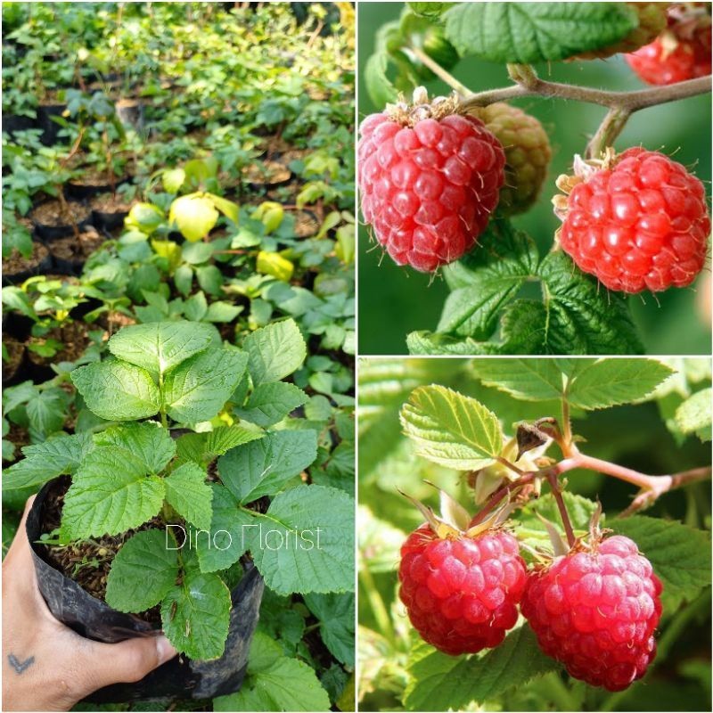 BUAH RASPBERRY IMPORT POLKA (REMAJA) - Bibit Tanaman Buah Raspberry Import Polka Asli