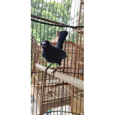 burung cingcoang bintang jantan