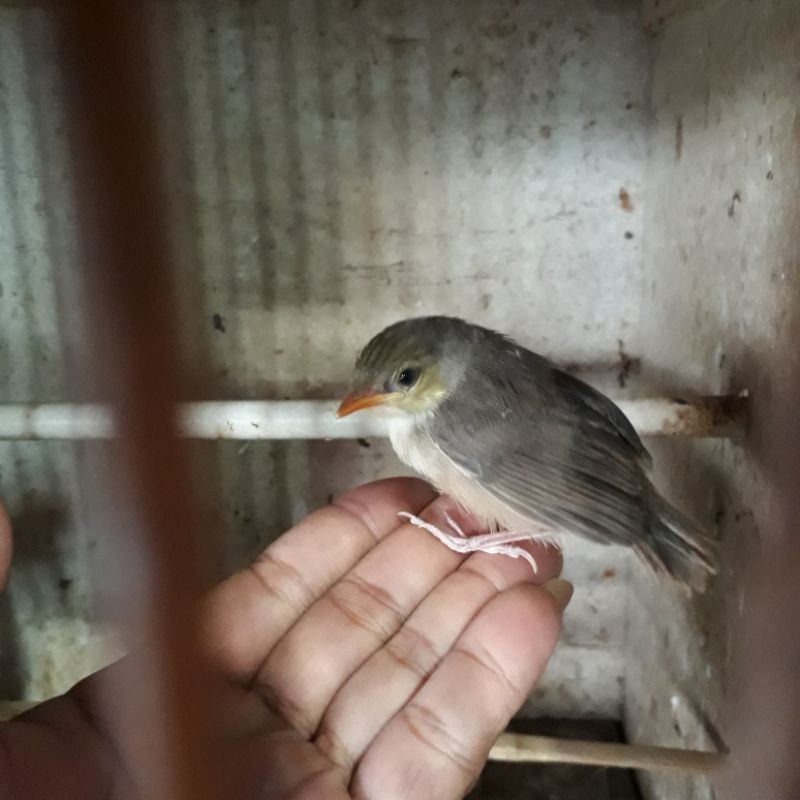 CIBLEK GUNUNG / CIGUN ANAKAN LOLOHAN PILIHAN JANTAN