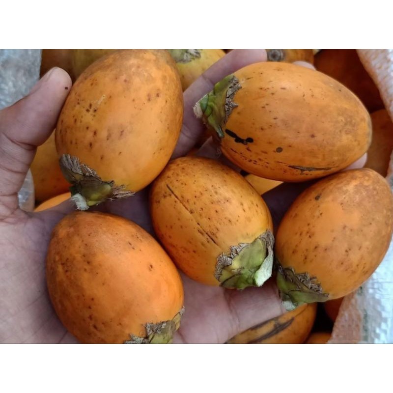

Buah pinang tua 1 kg