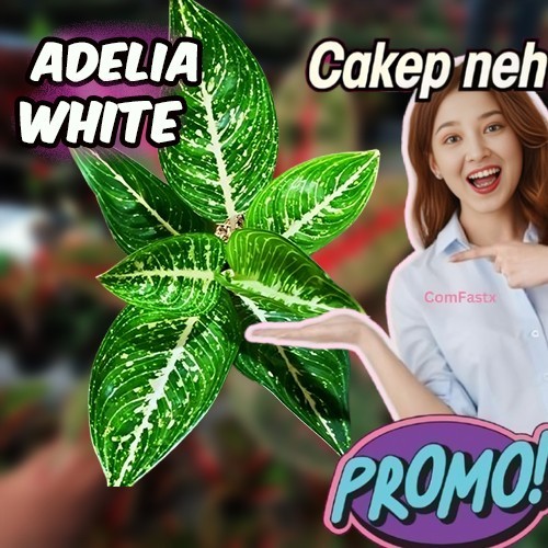 Aglonema adelia white / Aglaonema adelia white (Tanaman hias aglaonema adelia white) - tanaman hias 