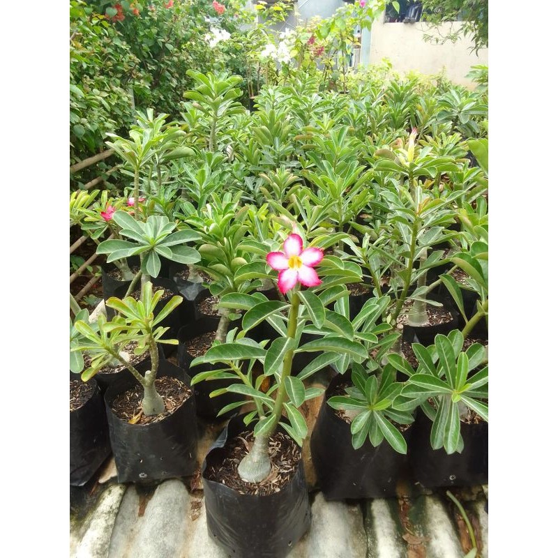 Tanaman Adenium kamboja bahan grafting