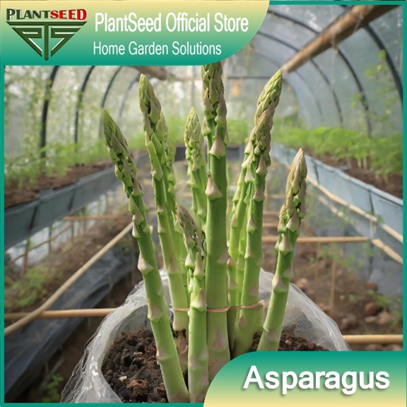 [Free gift]PlantSeed - 20 Benih Bibit Asparagus Green UC-157 Import Varietas Hijau f1