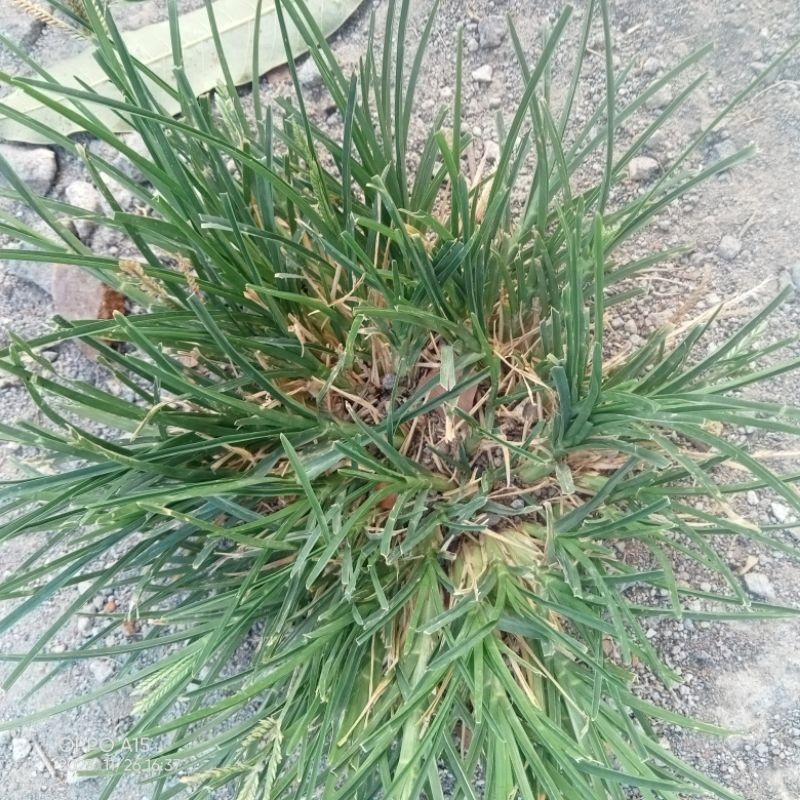 

Daun Belulang /Daun Jampang segar murah aja