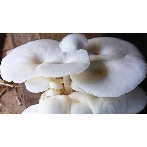 

Jamur Tiram segar petikan baru 200gr