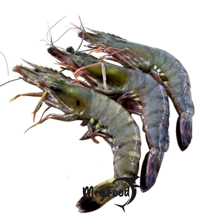 

Udang Bago Frozen / Udang Windu / Udang Tiger Beku - 1 KG Glazing 25-30%