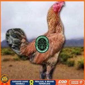 

telur ayam pama ninja berkualitas unggul UD_SUPER_UNGGUL_ID