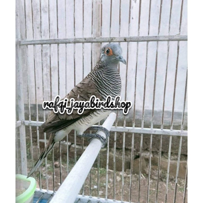 BURUNG PERKUTUT KATURANGGAN RONDOSEMOYO JANTAN
