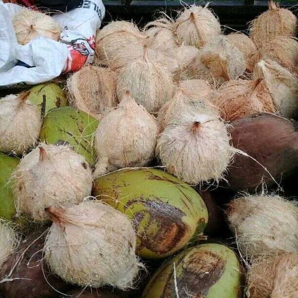 

Kelapa Tua Kupas Buah Kelapa Tua Untuk Santan