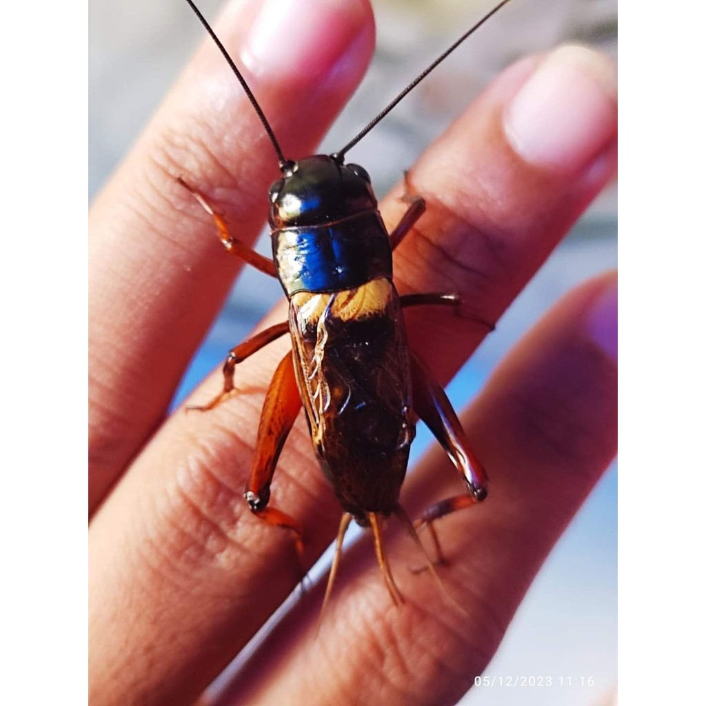 jangkrik aduan super Jangkrik Aduan