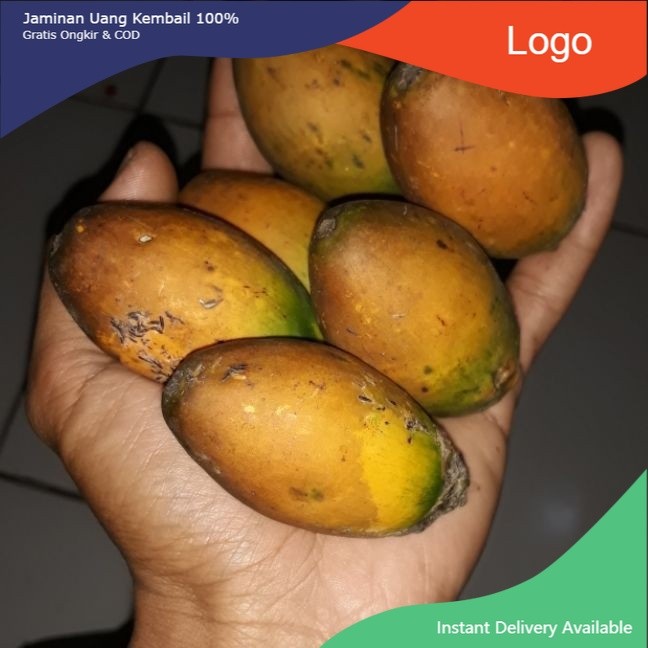 

Promo Buah Pinang Tua Asli 1 kg Buah Jambe Tua Murah