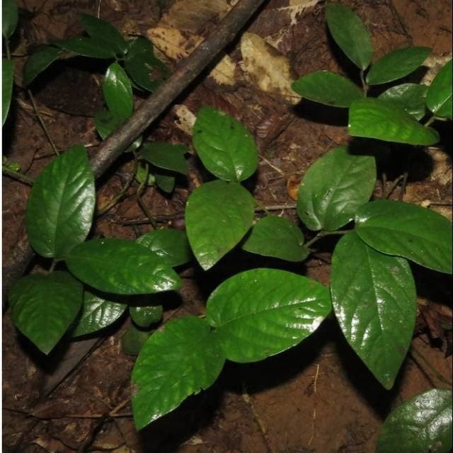 herbal daun singa depa