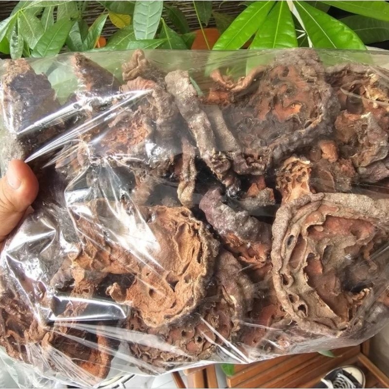 

Sarang Semut Papua Asli 500gr Herbal Alami Aman