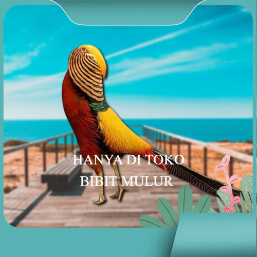 

telur ayam golden pheasant asli bisa untuk di tetaskan