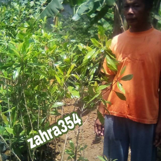 BIBIT CENGKEH SANSIBAR UNGGUL/ BENIH CENGKEH PUCUK MERAH SUPER/ CENGKEH SANSIBAR/ BIBIT CENGKEH