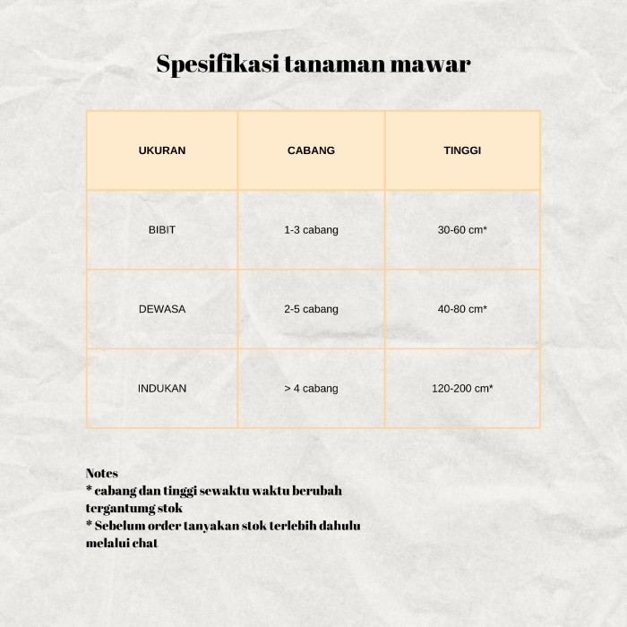 Tanaman Hidup Bunga mawar Lady Of shalot-Mawar  - dewasa