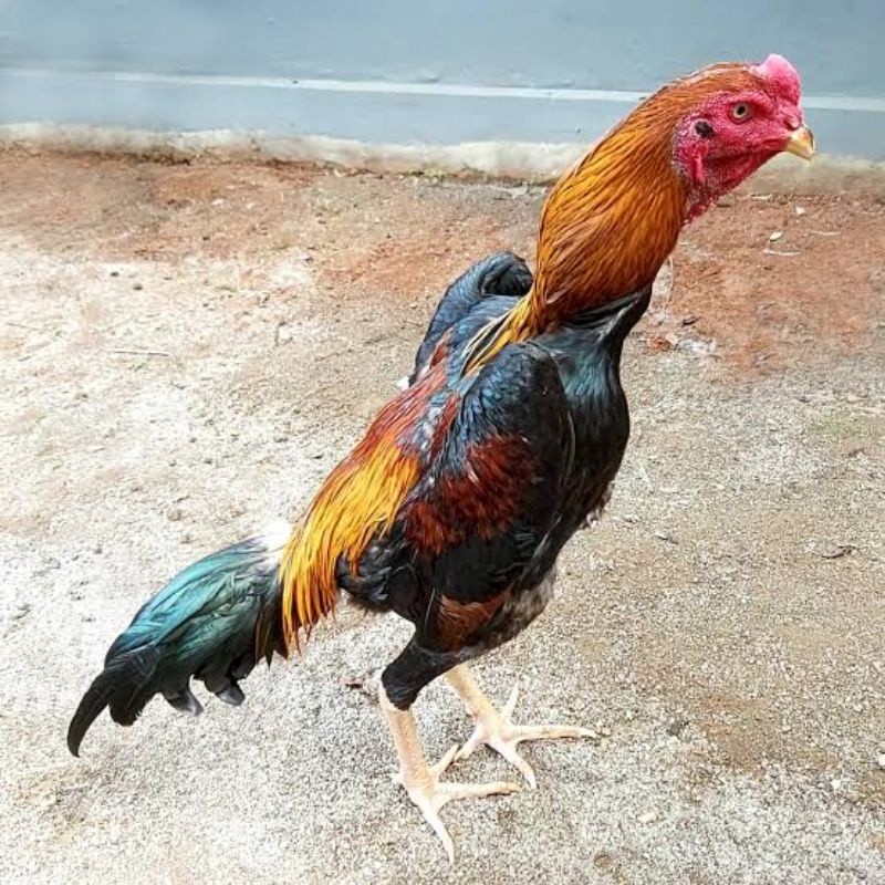 

JUAL TELUR AYAM BANGKOK SAMO JAPAN paket 4 butir l