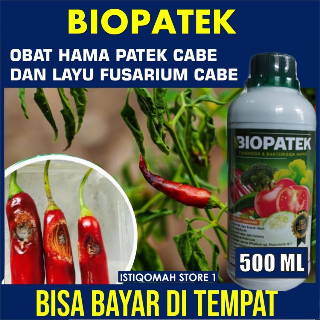 BIOPATEK Fungisida Hayati Atasi Cabe Rawit Busuk Kering, Obat Patek Cabe Rawit, Obat Layu Daun Cabe