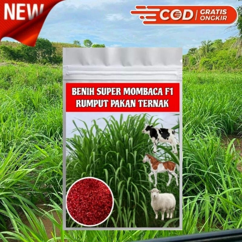 1KG Benih Rumput mombaca super F1 - bibit pakan ternak Repack benih mombaca original