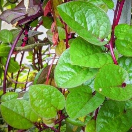 

(Segar) DAUN BINAHONG MERAH 200gram