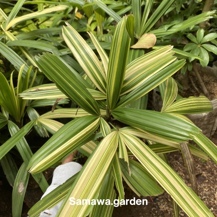 Tanaman hias palem regu varigata 30-40 cm real pict