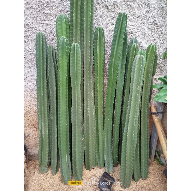 (BISA COD) tanaman hias kaktus koboi ukuran 2meter / bunga kaktus hidup / pohon kaktus belimbing/ ca