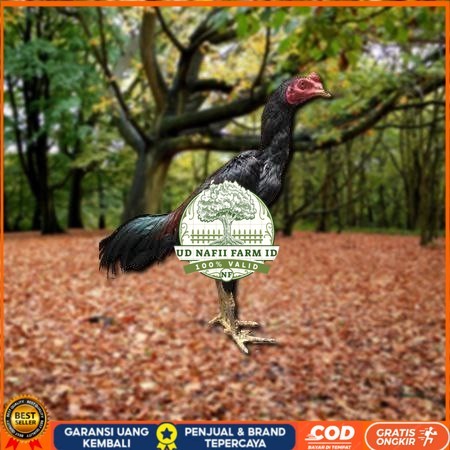 

Telur Ayam Pakhoy Jumbo Vertil Siap Di Tetaskan Jaminan Super Oiginal Bergaransi valid UD NAFII FARM ID
